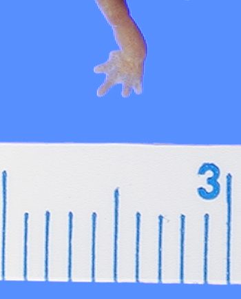 Media type: image; Herpetology A-25613